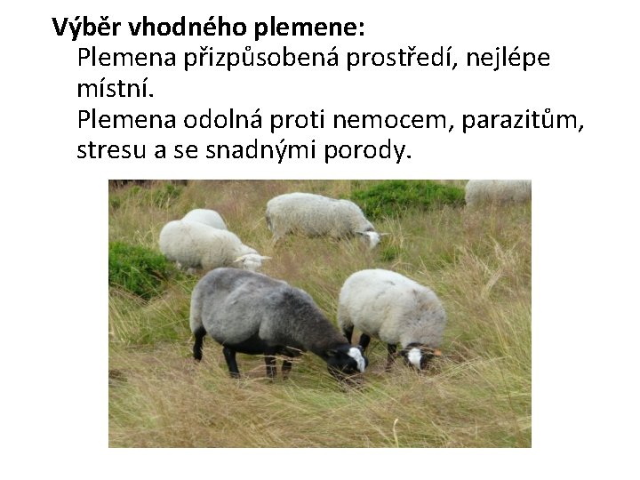 Výběr vhodného plemene: Plemena přizpůsobená prostředí, nejlépe místní. Plemena odolná proti nemocem, parazitům, stresu