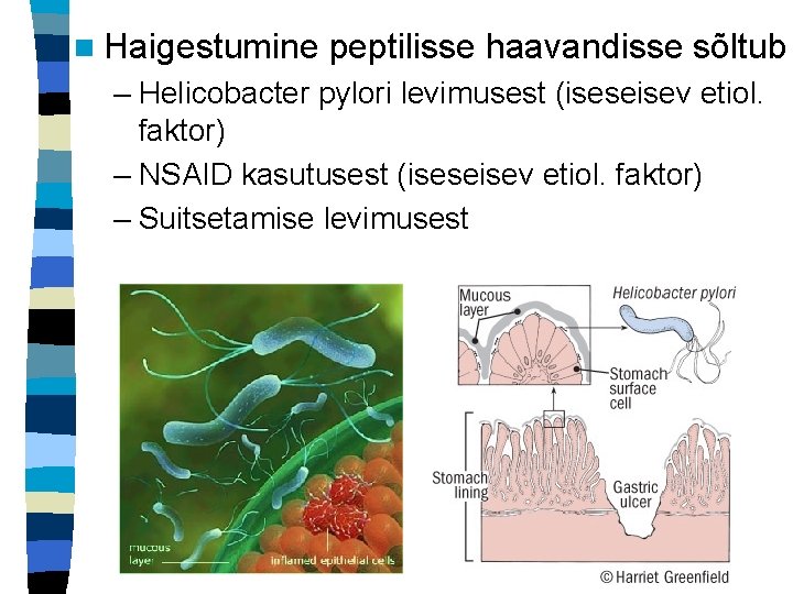 n Haigestumine peptilisse haavandisse sõltub – Helicobacter pylori levimusest (iseseisev etiol. faktor) – NSAID