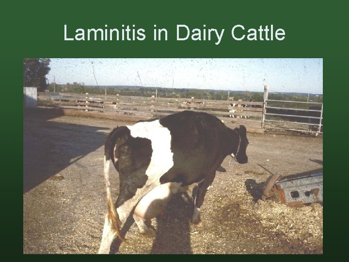 Laminitis in Dairy Cattle 