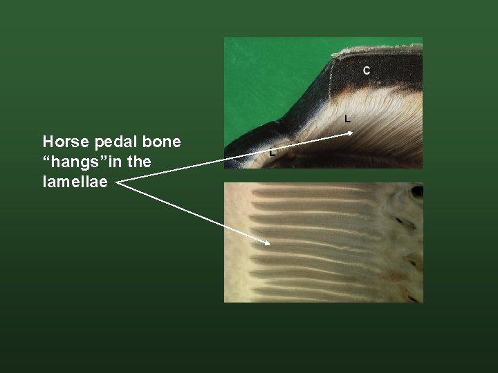 Horse pedal bone “hangs”in the lamellae 