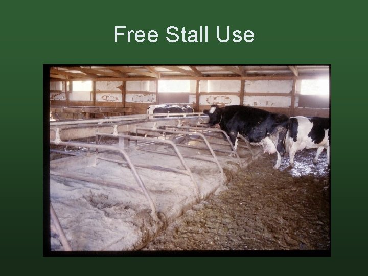 Free Stall Use 
