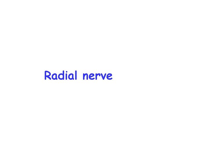 Radial nerve 