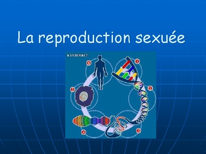 La reproduction sexuée 