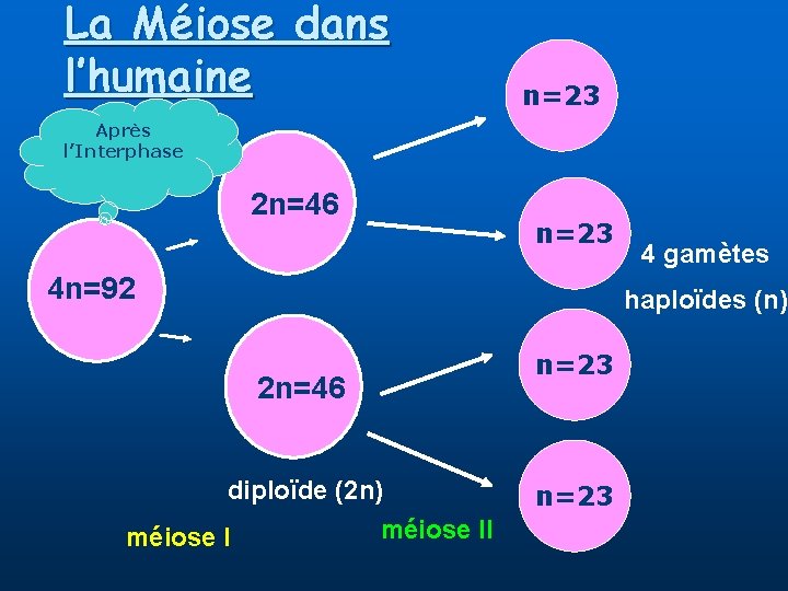 La Méiose dans l’humaine n=23 Après l’Interphase 2 n=46 n=23 4 n=92 4 gamètes