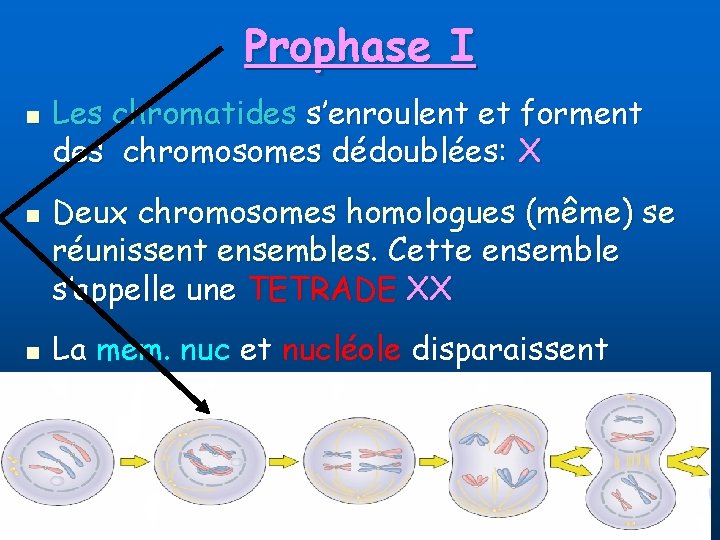 Prophase I n n n Les chromatides s’enroulent et forment des chromosomes dédoublées: X
