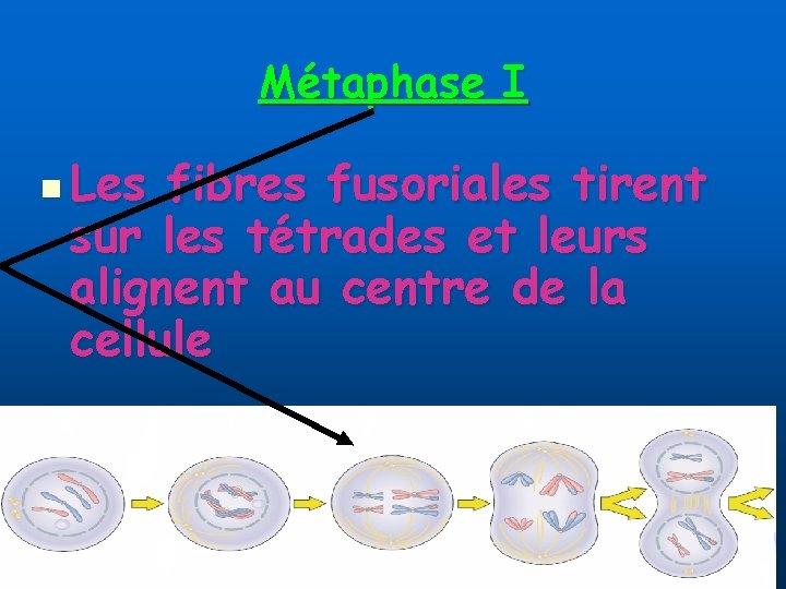 Métaphase I n Les fibres fusoriales tirent sur les tétrades et leurs alignent au