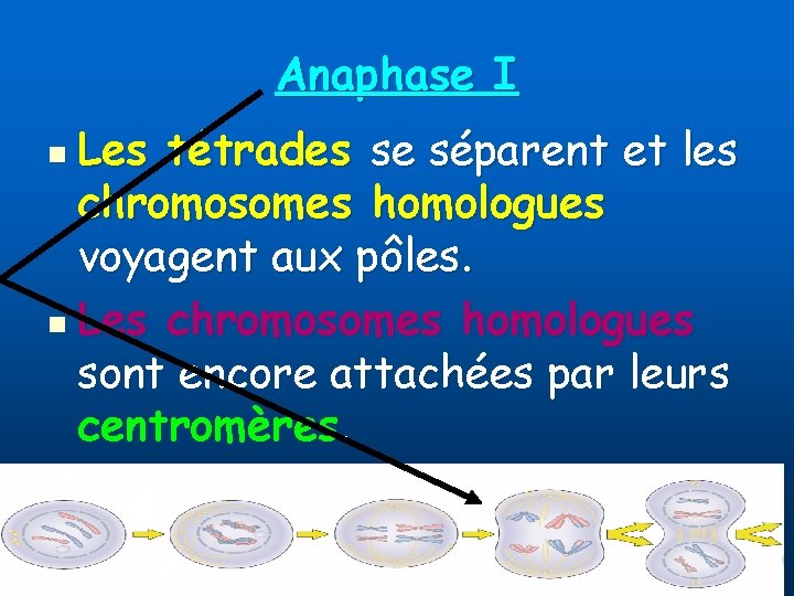 Anaphase I Les tétrades se séparent et les chromosomes homologues voyagent aux pôles. n