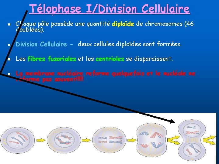 Télophase I/Division Cellulaire n Chaque pôle possède une quantité diploïde de chromosomes (46 doublées).