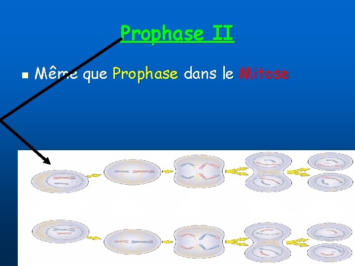 Prophase II n Même que Prophase dans le Mitose 