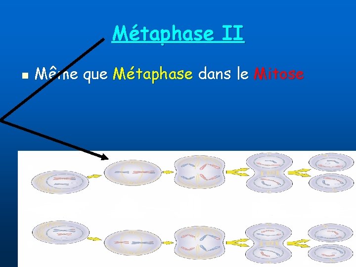 Métaphase II n Même que Métaphase dans le Mitose 