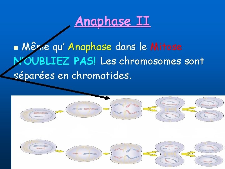 Anaphase II Même qu’ Anaphase dans le Mitose N’OUBLIEZ PAS! Les chromosomes sont séparées