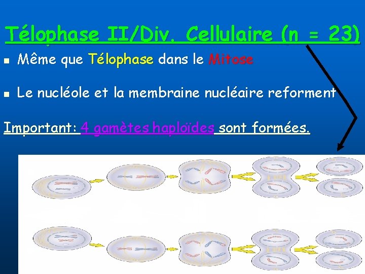 Télophase II/Div. Cellulaire (n = 23) n Même que Télophase dans le Mitose n