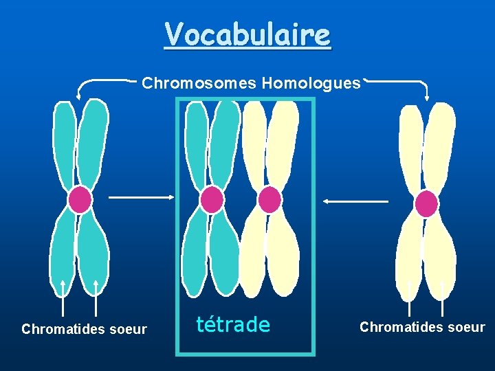 Vocabulaire Chromosomes Homologues Chromatides soeur tétrade Chromatides soeur 