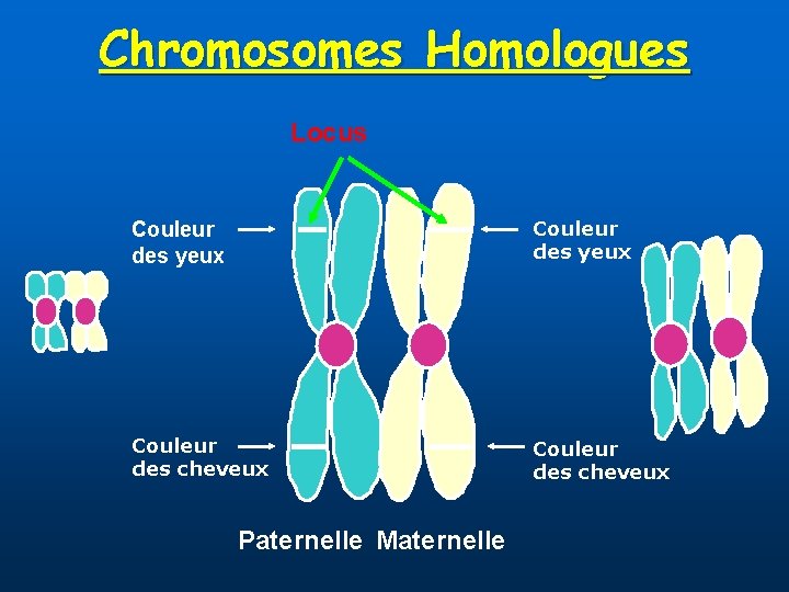 Chromosomes Homologues Locus Couleur des yeux Couleur des cheveux Paternelle Maternelle 