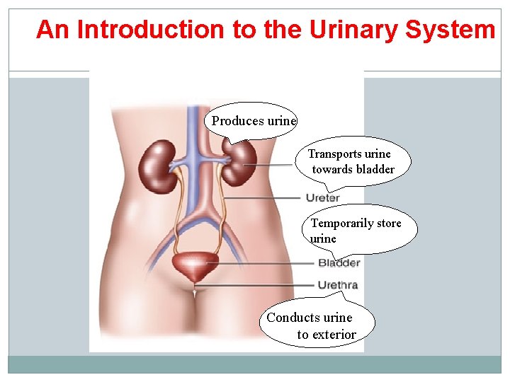 An Introduction to the Urinary System Produces urine Transports urine towards bladder Temporarily store