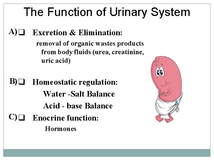 The Function of Urinary System A) q Excretion & Elimination: removal of organic wastes