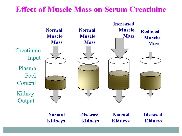 Effect of Muscle Mass on Serum Creatinine Normal Muscle Mass Normal Kidneys Diseased Kidneys