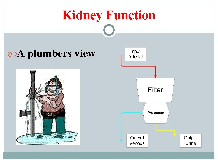 Kidney Function A plumbers view 