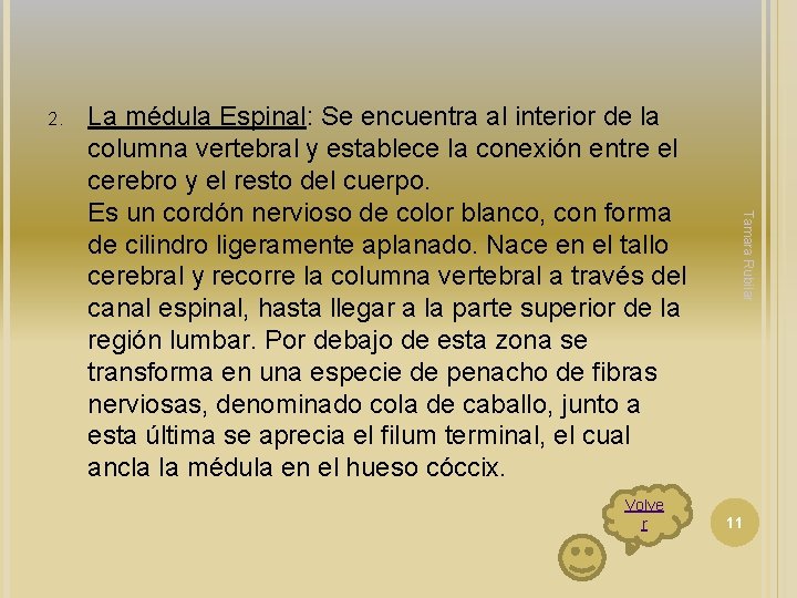 2. Volve r Tamara Rubilar La médula Espinal: Se encuentra al interior de la 2. Volve r Tamara Rubilar La médula Espinal: Se encuentra al interior de la