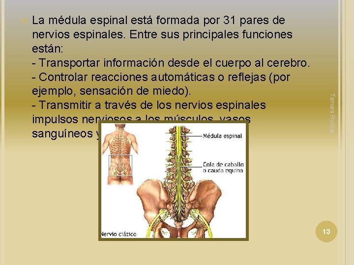 Tamara Rubilar La médula espinal está formada por 31 pares de nervios espinales. Tamara Rubilar La médula espinal está formada por 31 pares de nervios espinales.