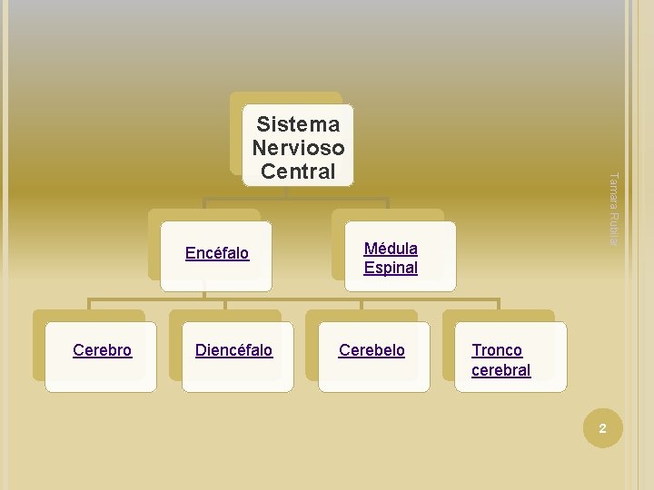 Encéfalo Cerebro Diencéfalo Tamara Rubilar Sistema Nervioso Central Médula Espinal Cerebelo Tronco cerebral 2 Encéfalo Cerebro Diencéfalo Tamara Rubilar Sistema Nervioso Central Médula Espinal Cerebelo Tronco cerebral 2