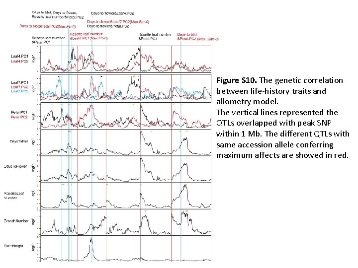 Figure S 10. The genetic correlation between life-history traits and allometry model. The vertical