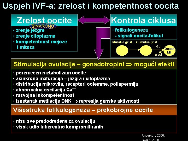 Uspjeh IVF-a: zrelost i kompetentnost oocita Zrelost oocite SINKRONO • zrenje jezgre • zrenje