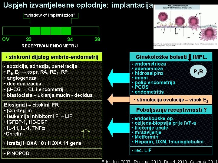 Uspjeh izvantjelesne oplodnje: implantacija “window of implantation” OV 20 24 28 RECEPTIVAN ENDOMETRIJ •