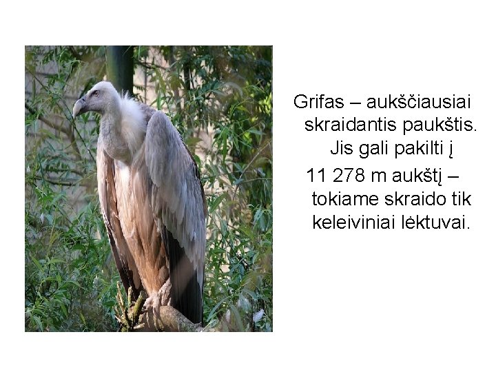 Grifas – aukščiausiai skraidantis paukštis. Jis gali pakilti į 11 278 m aukštį –