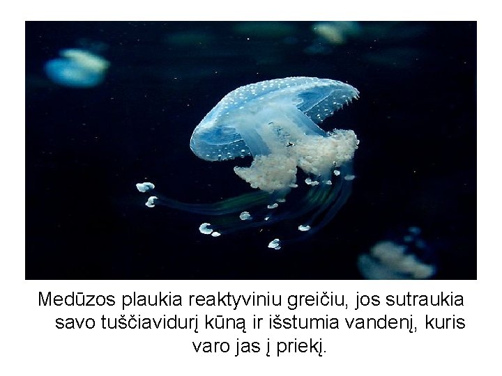 Medūzos plaukia reaktyviniu greičiu, jos sutraukia savo tuščiavidurį kūną ir išstumia vandenį, kuris varo