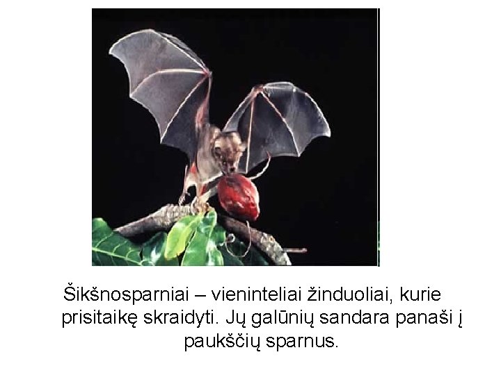 Šikšnosparniai – vieninteliai žinduoliai, kurie prisitaikę skraidyti. Jų galūnių sandara panaši į paukščių sparnus.