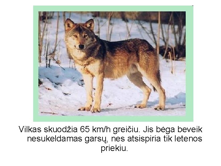 Vilkas skuodžia 65 km/h greičiu. Jis bėga beveik nesukeldamas garsų, nes atsispiria tik letenos