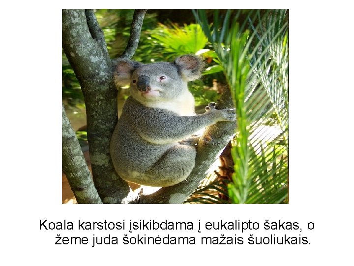 Koala karstosi įsikibdama į eukalipto šakas, o žeme juda šokinėdama mažais šuoliukais. 