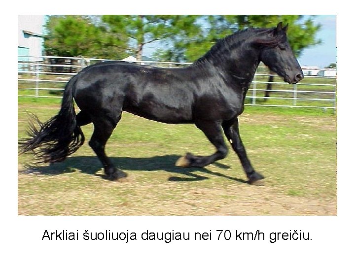 Arkliai šuoliuoja daugiau nei 70 km/h greičiu. 