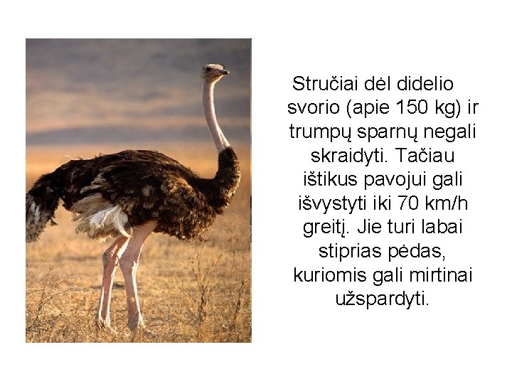 Stručiai dėl didelio svorio (apie 150 kg) ir trumpų sparnų negali skraidyti. Tačiau ištikus