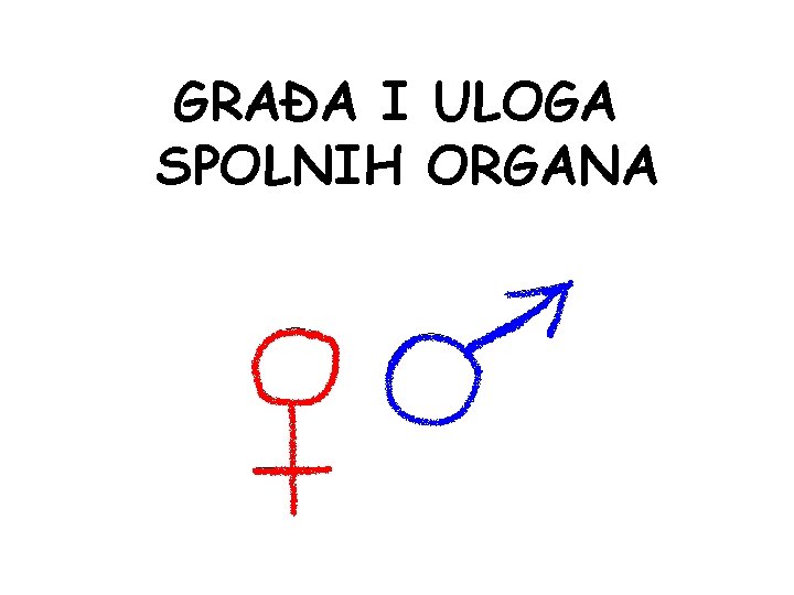 GRAĐA I ULOGA SPOLNIH ORGANA 