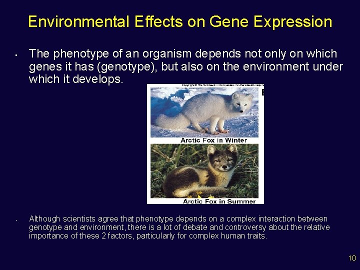 Environmental Effects on Gene Expression • • The phenotype of an organism depends not