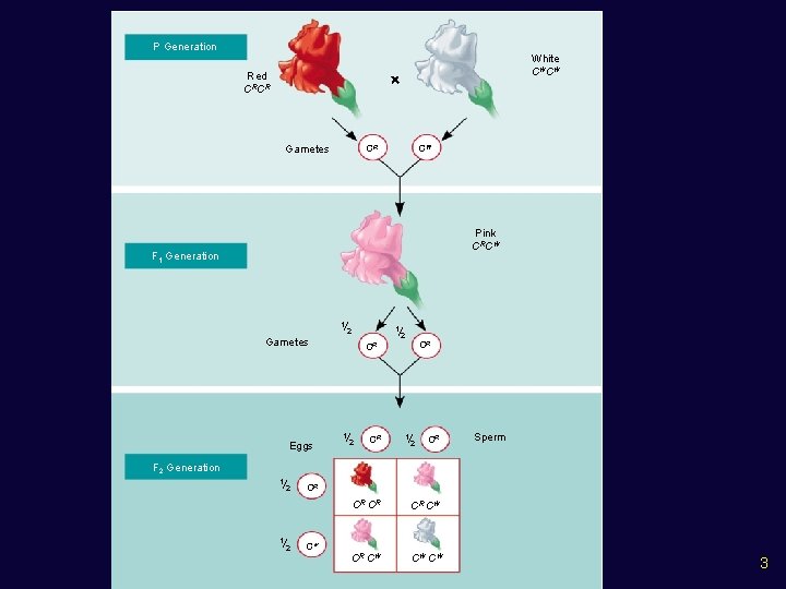 P Generation White CWCW Red CRCR Gametes CR CW Pink CRCW F 1 Generation