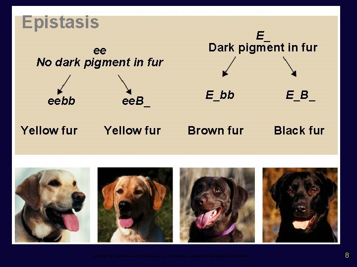 Epistasis ee No dark pigment in fur eebb Yellow fur ee. B_ Yellow fur