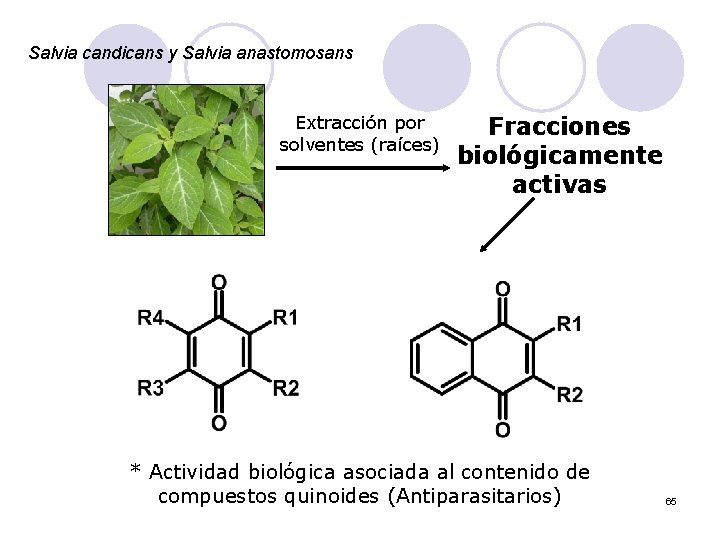 Salvia candicans y Salvia anastomosans Extracción por solventes (raíces) Fracciones biológicamente activas * Actividad
