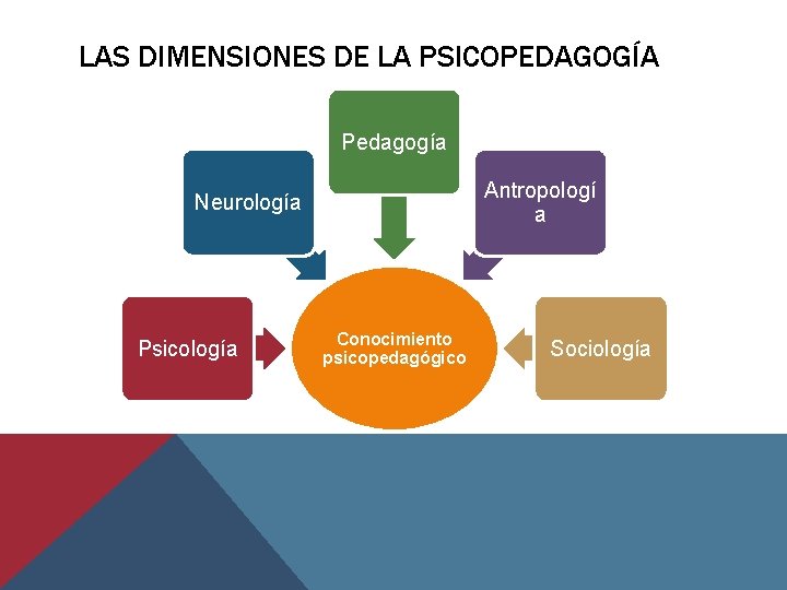 LAS DIMENSIONES DE LA PSICOPEDAGOGÍA Pedagogía Antropologí a Neurología Psicología Conocimiento psicopedagógico Sociología 