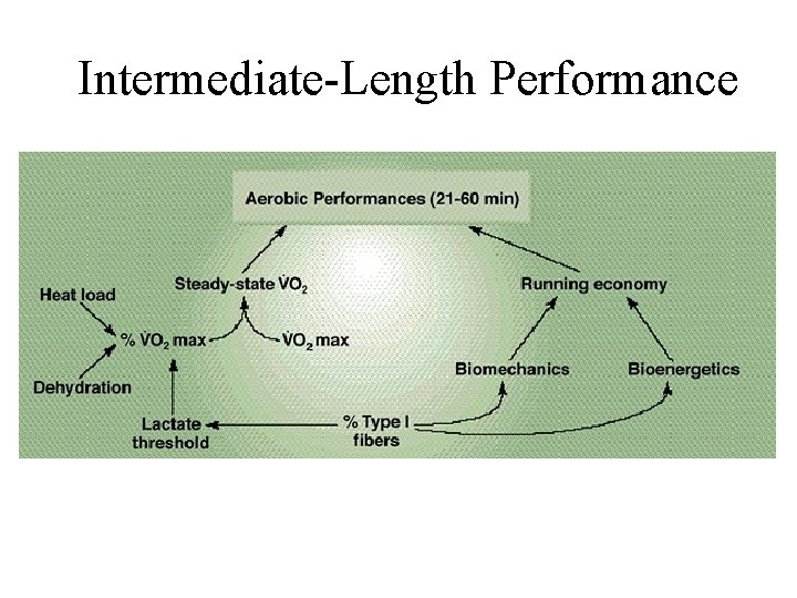 Intermediate-Length Performance 