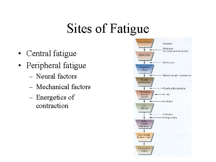 Sites of Fatigue • Central fatigue • Peripheral fatigue – Neural factors – Mechanical