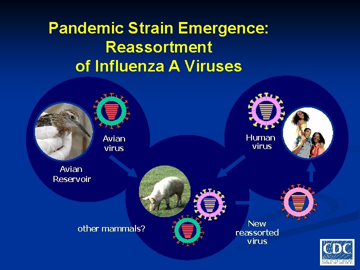 Pandemic Strain Emergence: Reassortment of Influenza A Viruses Avian virus Human virus Avian Reservoir
