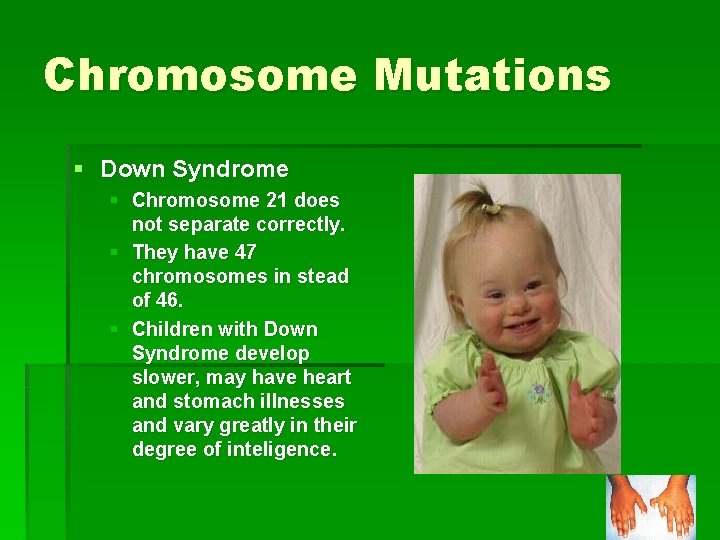 Chromosome Mutations § Down Syndrome § Chromosome 21 does not separate correctly. § They