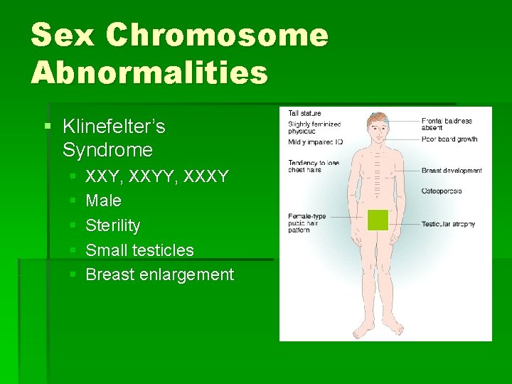 Sex Chromosome Abnormalities § Klinefelter’s Syndrome § § § XXY, XXYY, XXXY Male Sterility