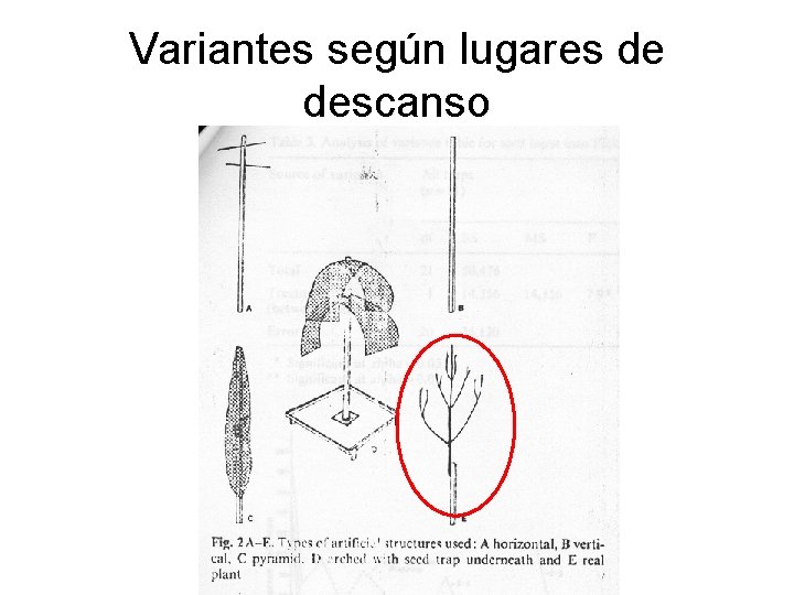 Variantes según lugares de descanso 