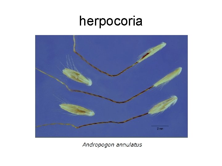 herpocoria 