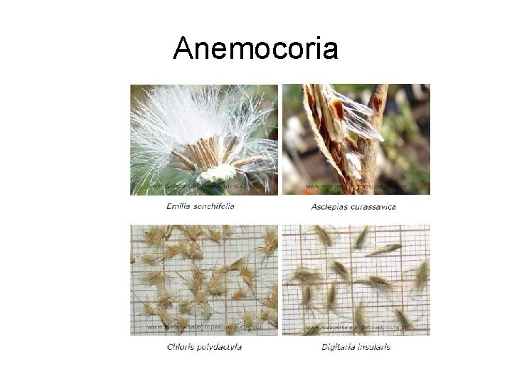 Anemocoria Anemocoria
