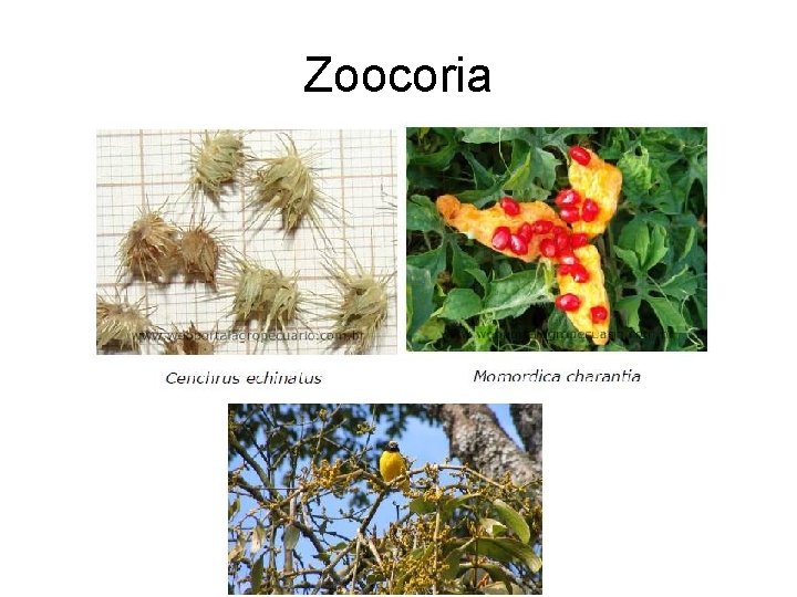 Zoocoria 